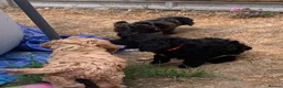 Cockapoo dogs for sale: Stunning cockapoos - Advert 36