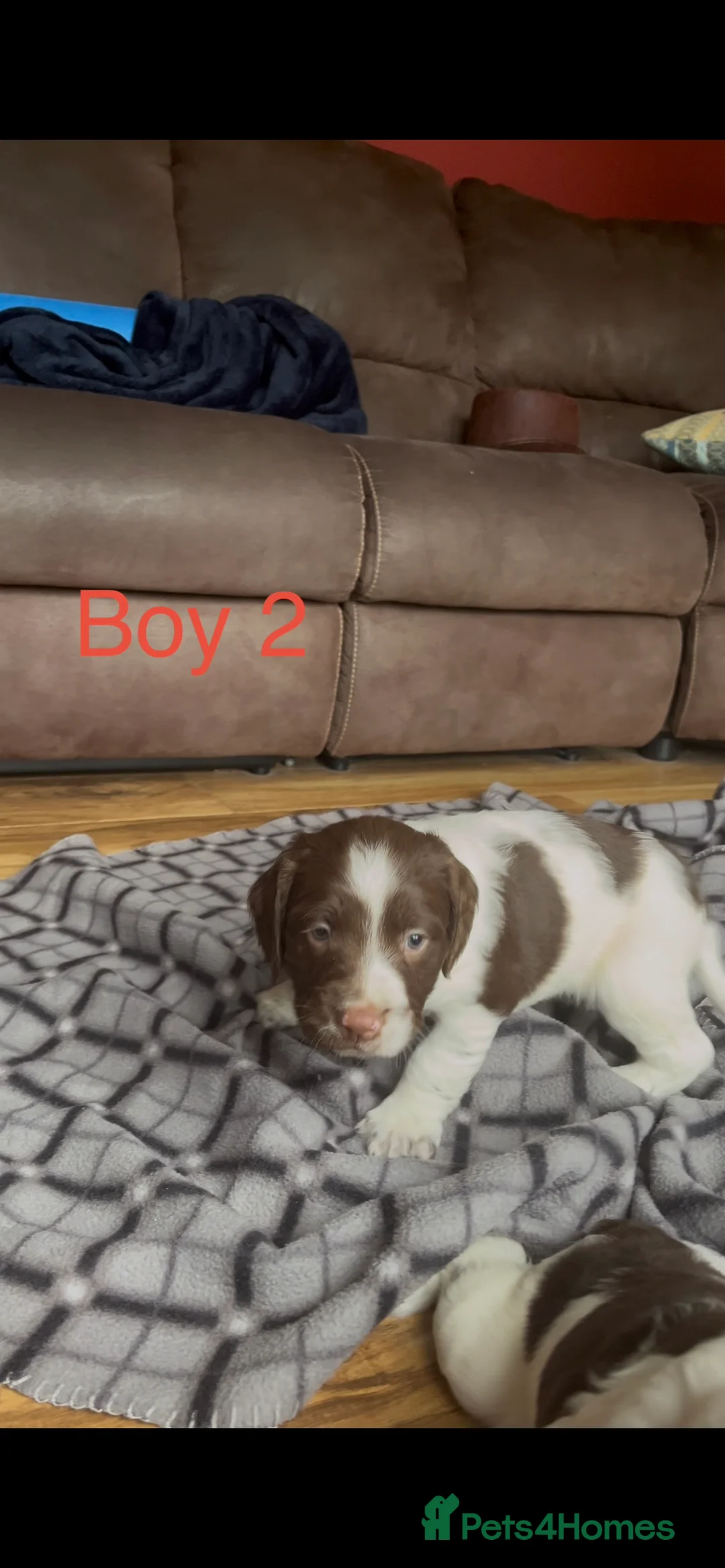 English Springer Spaniel dogs for sale: 5 beautiful English springer spaniel puppies  - Advert 8