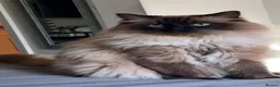 Ragdoll cats for sale: Raggymascot Catery Ragdolls - Advert 15