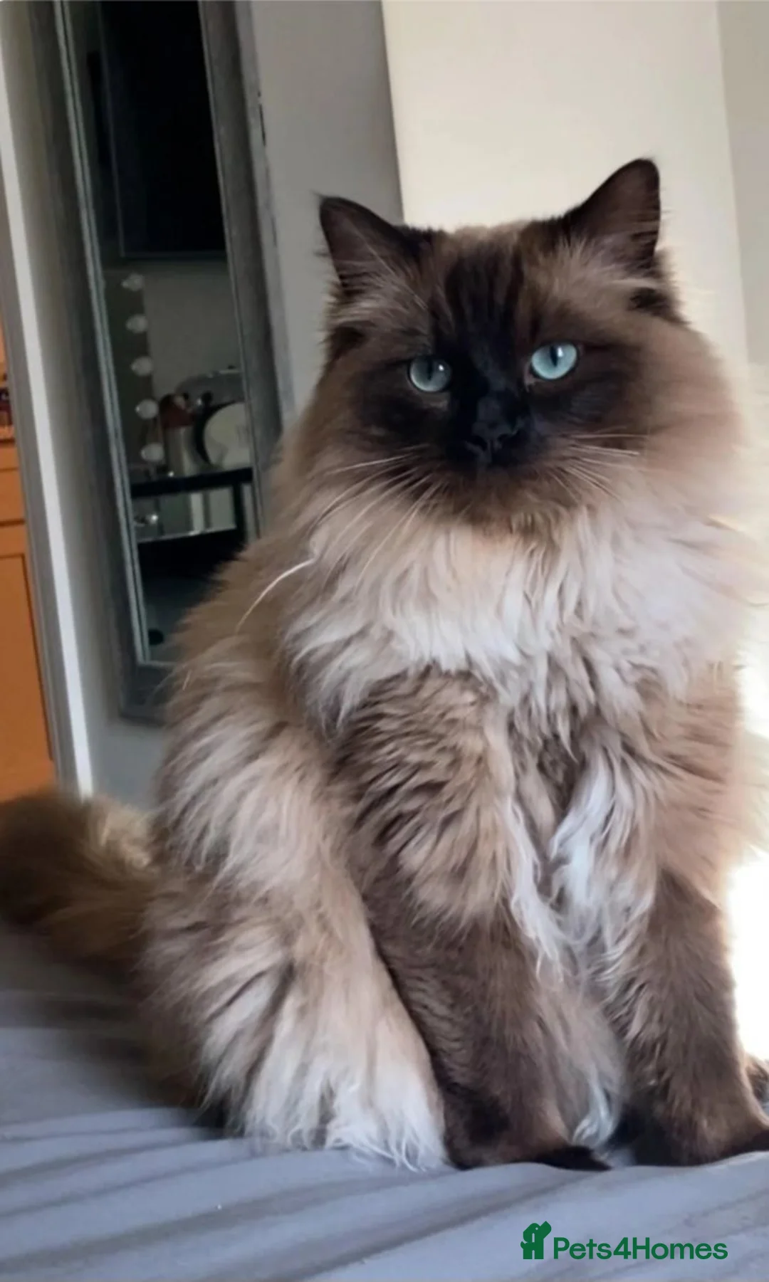 Ragdoll cats for sale: Raggymascot Catery Ragdolls - Advert 15