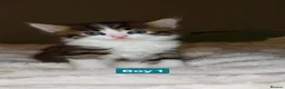 Mixed Breed cats for sale: 🐾 Adorable Fluffy Kittens Ready for Loving Homes - Advert 6