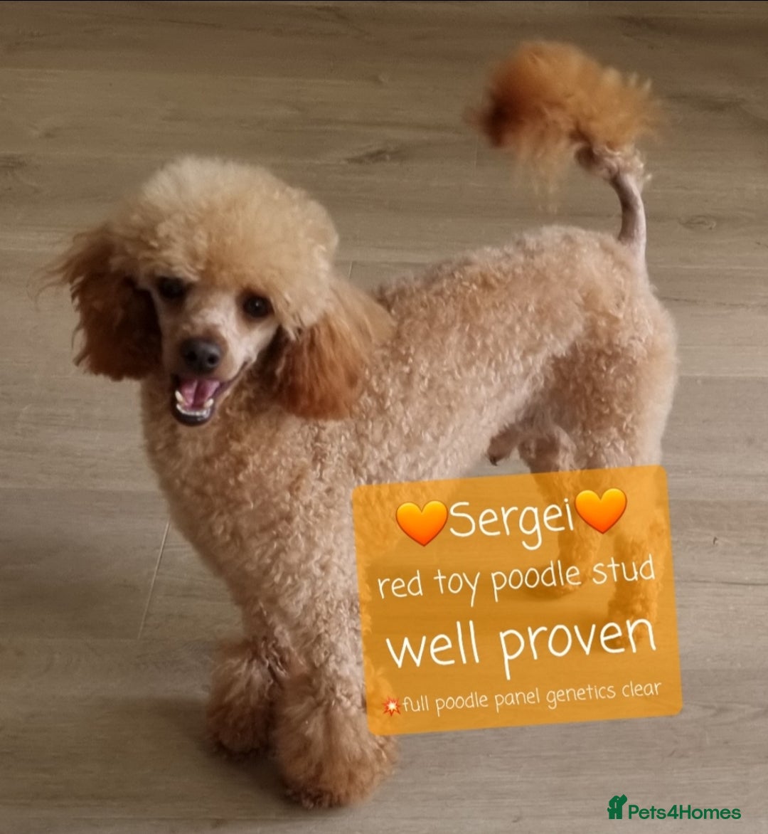 Poodle dogs for stud: Stunning Toy Poodle Stud 🐩 in Aberdeen - Image 2