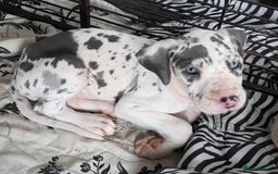 Great Dane dogs for sale: Great dane puppies for sale  in Brentwood - Image 2