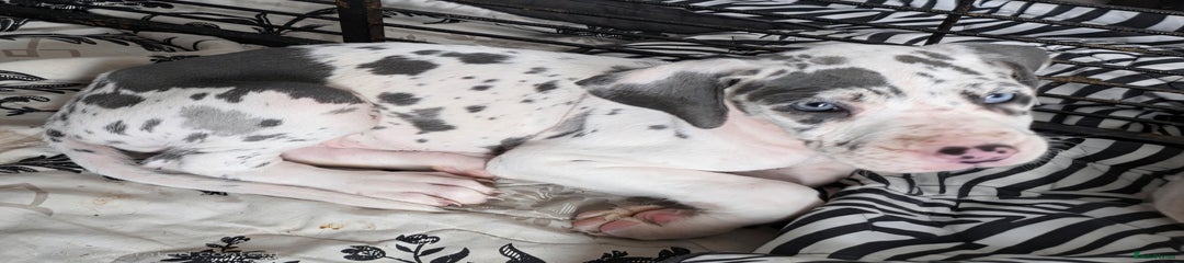Great Dane Puppy 9