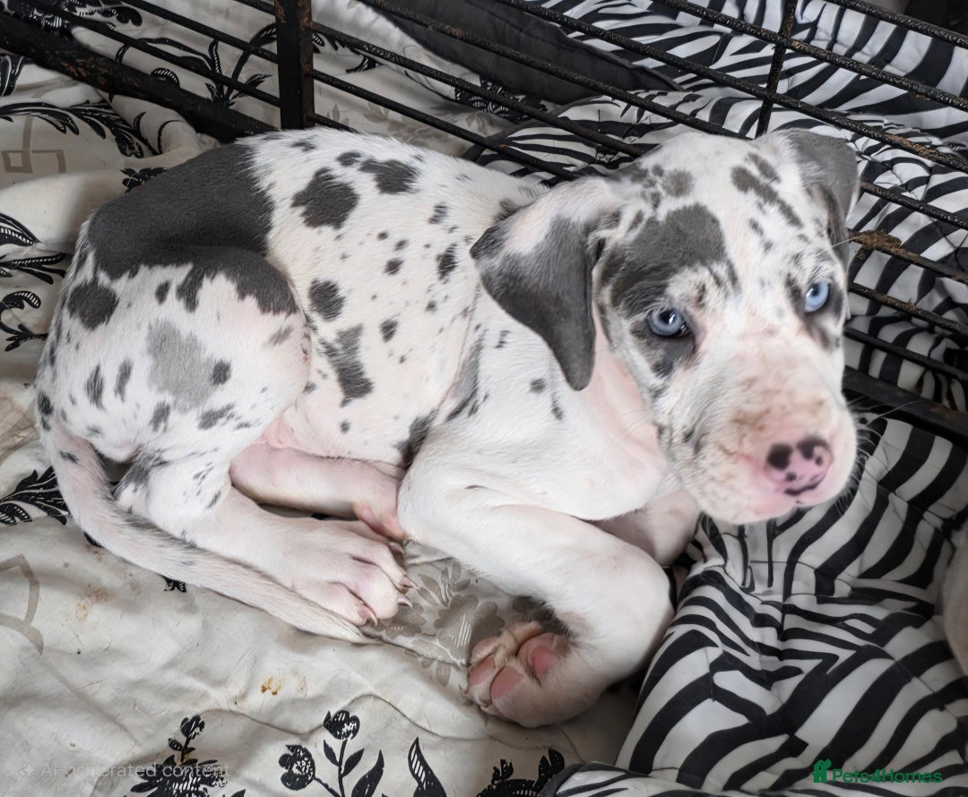 Great Dane dogs for sale: Great dane puppies for sale  in Brentwood - Image 2