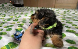 Yorkshire Terrier dogs for sale: 6 lovely Yorkshire puppies  - Image 13