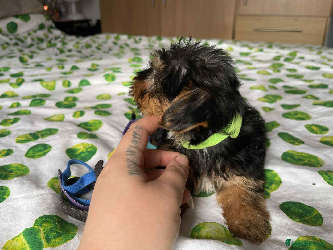 Yorkshire Terrier dogs for sale: 6 lovely Yorkshire puppies  - Image 13
