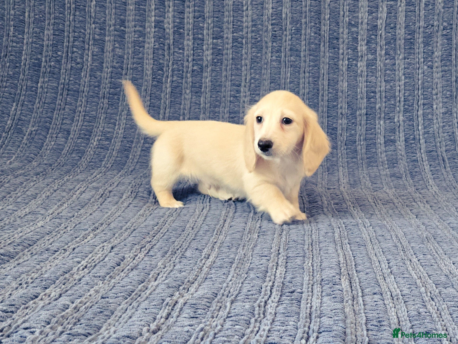 Miniature Dachshund dogs Rare Cream Mini Longcoat Dachshund Puppy - Advert 1