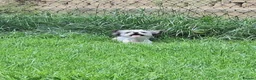 Mixed Breed dogs for adoption: Scruffy for adoption in Cirencester - Advert 3