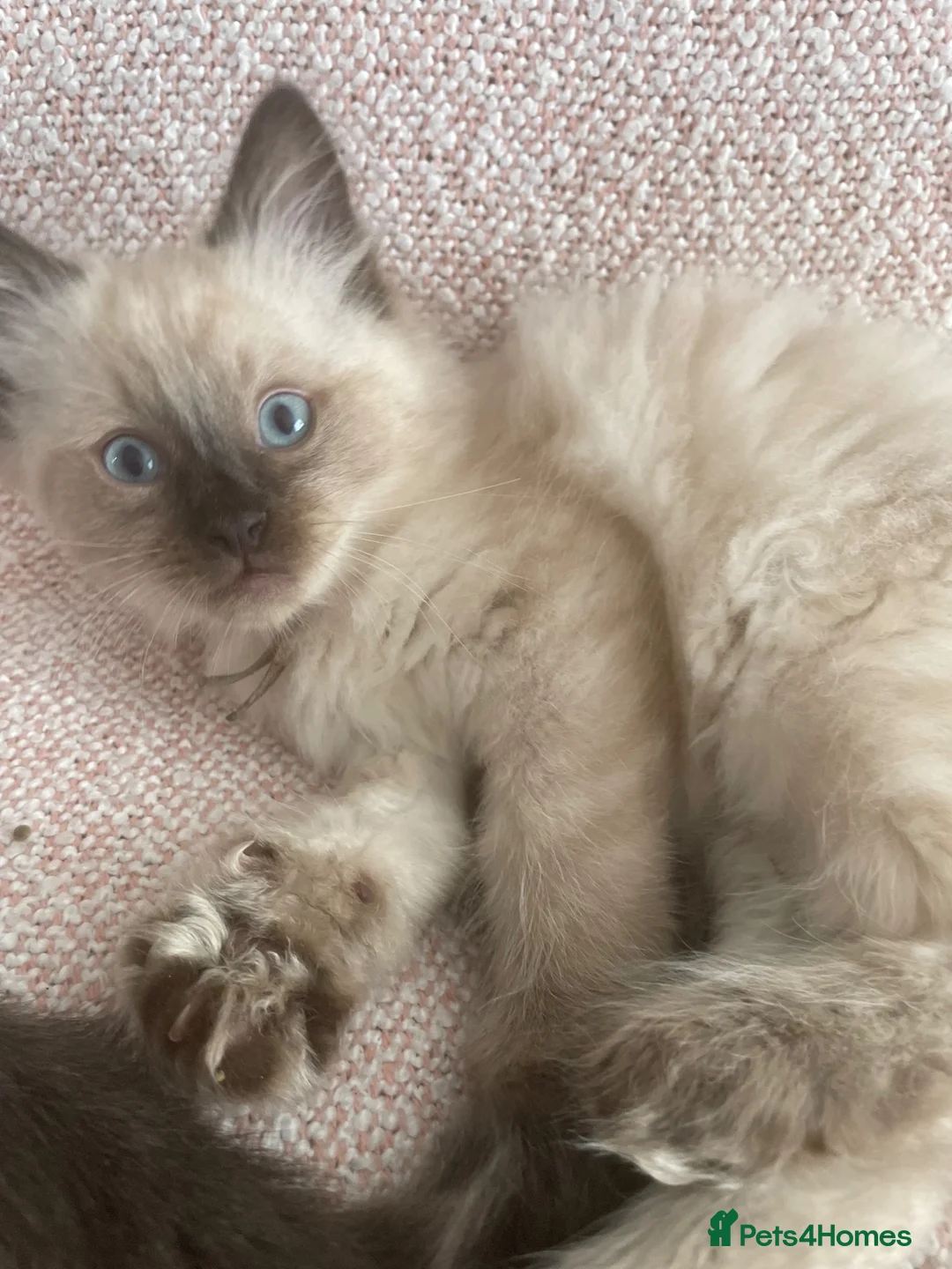 Ragdoll cats for sale: Ragdoll Kittens – 3 Boys & 1 girl  - Advert 27