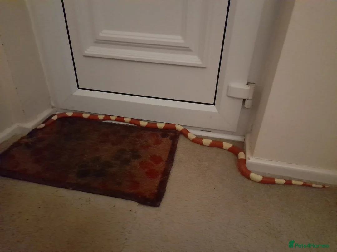 Snake reptiles for sale: Royal Python & Milk Snake Free to Good Home - Advert 6