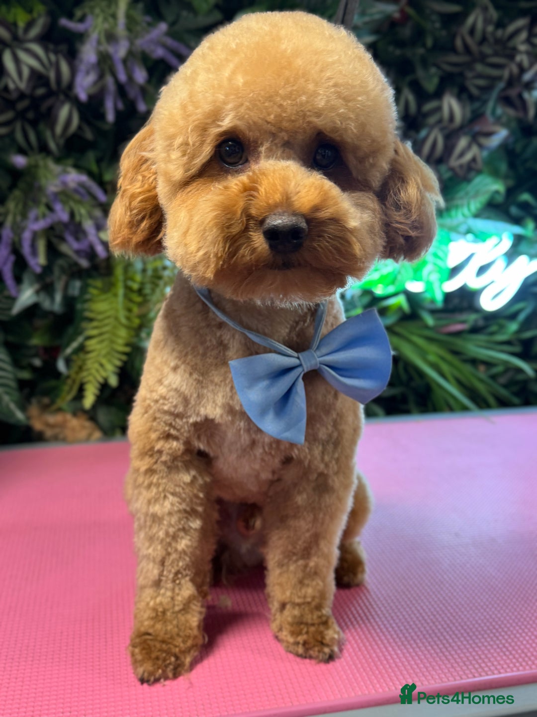 Cavapoo dogs for sale: Extensively Health tested cavapoos  - Image 4