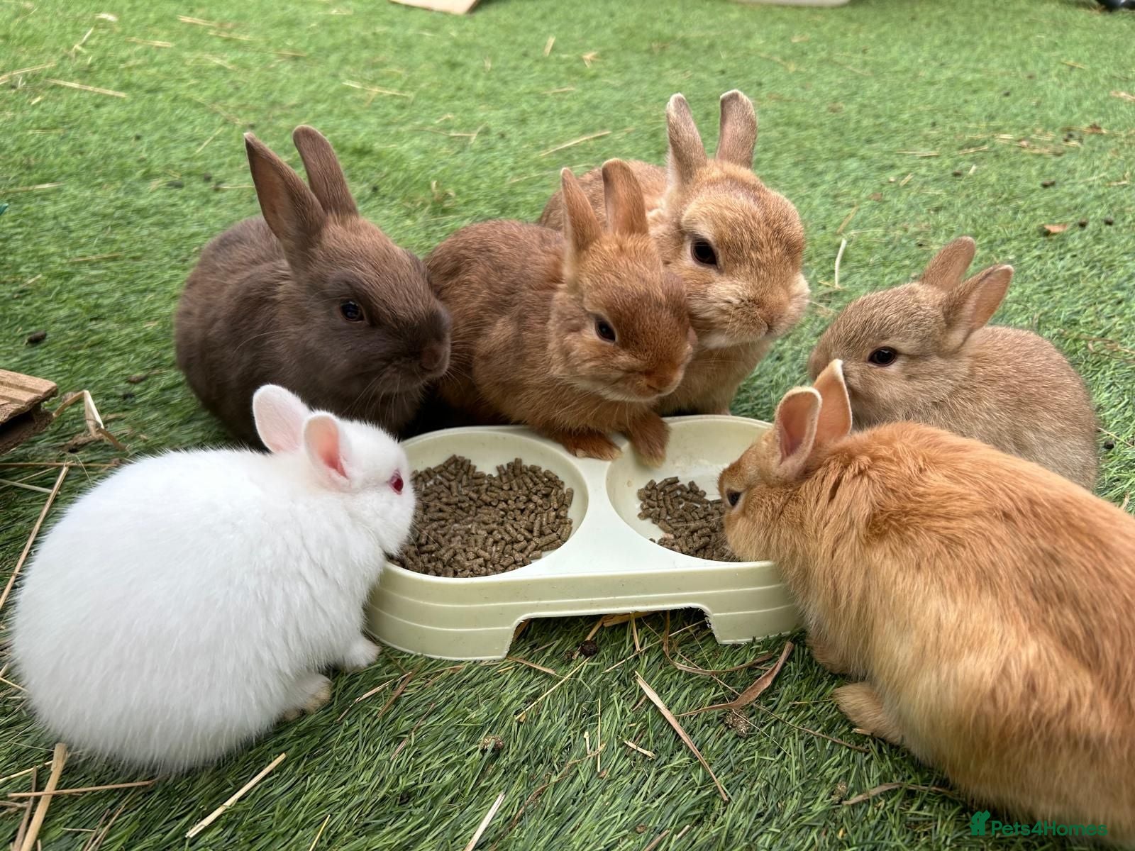 Netherland Dwarf rabbits Baby pure Netherlands Dwarf x 5 - Advert 2