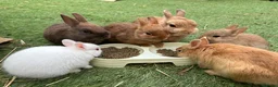 Netherland Dwarf rabbits for sale: Baby pure Netherlands Dwarf x 5 in Cheadle - Advert 1