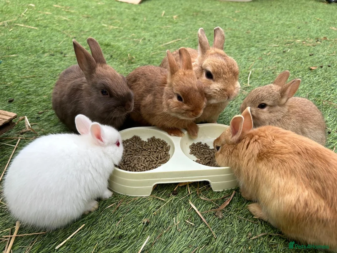 Netherland Dwarf rabbits for sale: Baby pure Netherlands Dwarf x 5 in Cheadle - Advert 1
