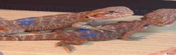 Bearded Dragon reptiles for sale: Stunning baby bearded dragons - Advert 8
