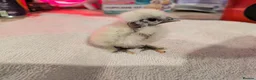 Chickens poultry for sale: Unsexed Silkie chicks mixed colours  - Advert 4