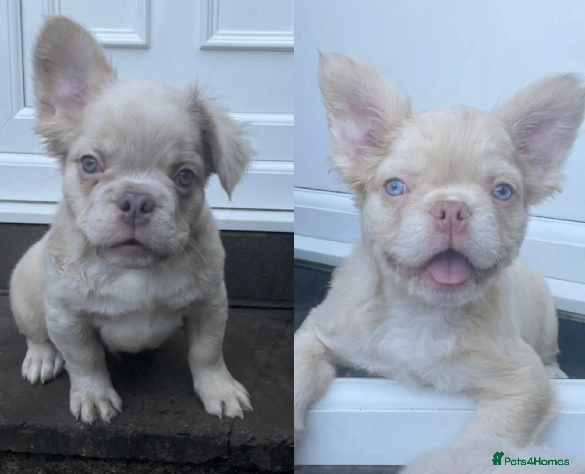 French Bulldog dogs for sale: 🔥 Male Platinum Fluffy Frenchies -Carrying PINK  - Advert 2