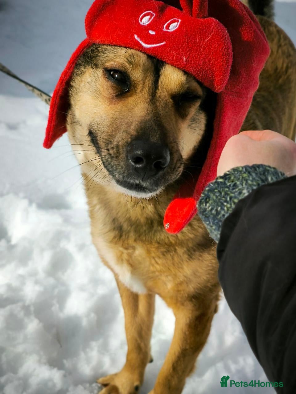 Mixed Breed dogs ❤️LUCY ❤️-If Love Had a Name - Advert 1