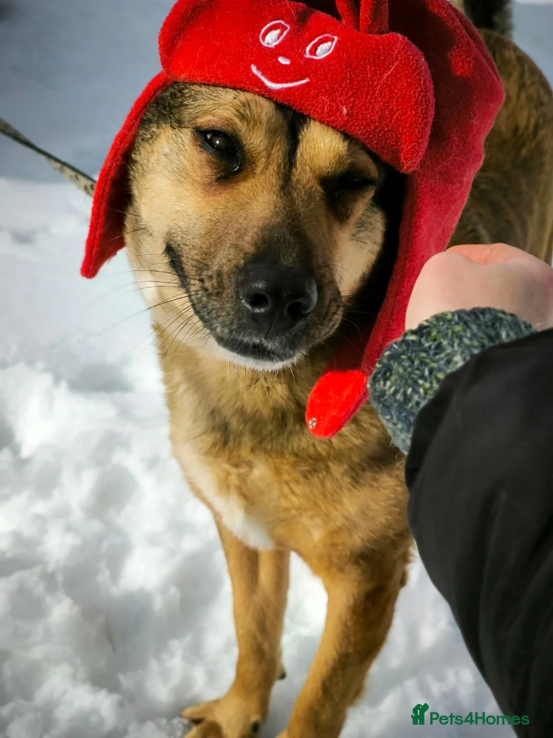 Mixed Breed dogs for adoption: ❤️LUCY ❤️-If Love Had a Name - Advert 1