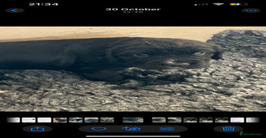 Sprocker dogs Beautiful Sprocker Puppies - Advert 5