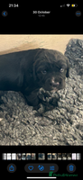 Sprocker dogs Beautiful Sprocker Puppies - Advert 3