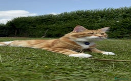 Maine Coon cats for sale: Stunning Maine coon  - Advert 6