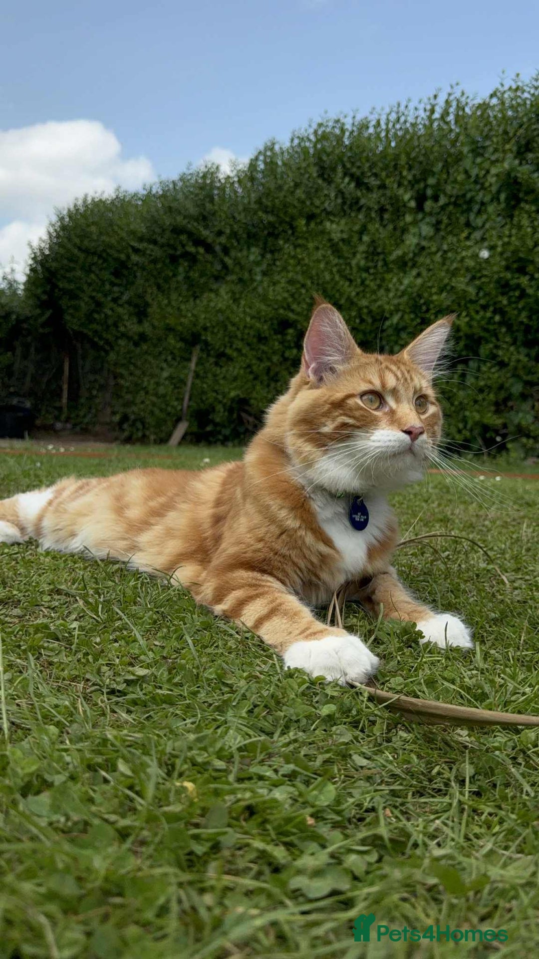 Maine Coon cats for sale: Stunning Maine coon  - Advert 6