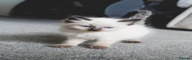 Ragdoll 2