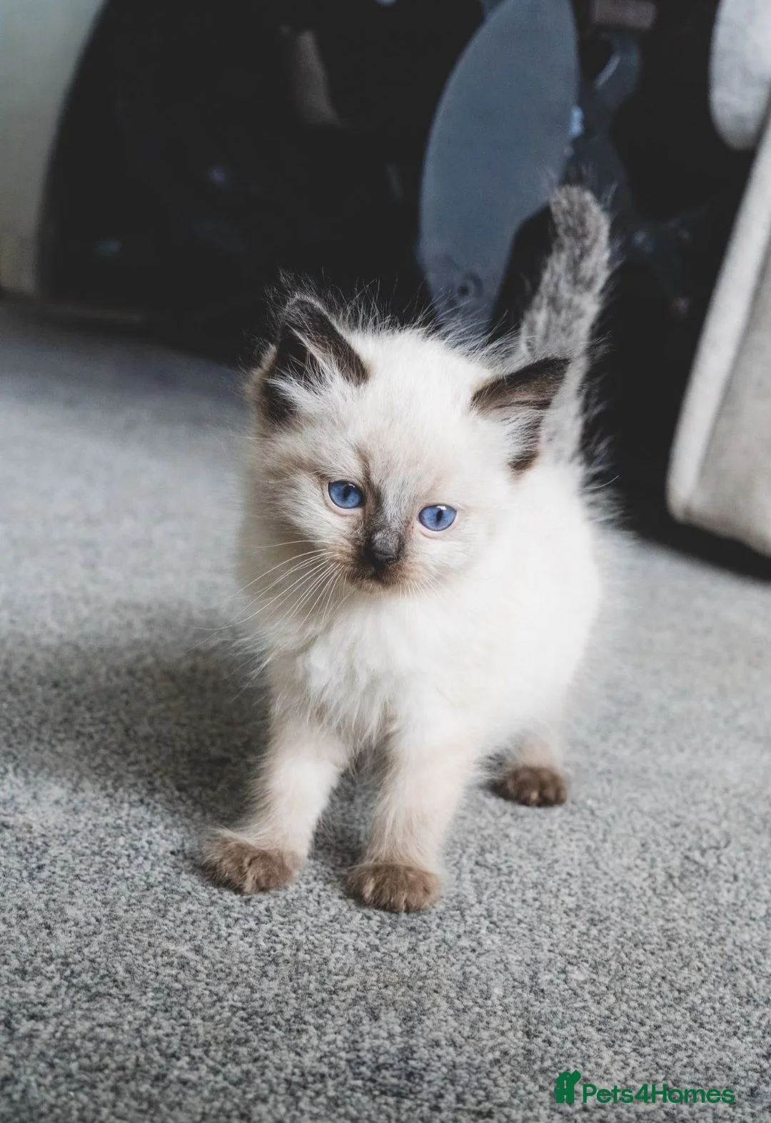 Ragdoll cats for sale: Pedigree registered ragdoll kittens Gccf  - Advert 2