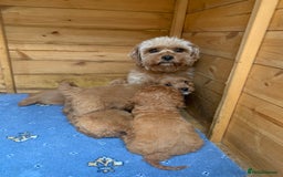 Cavapoo dogs for sale: Beautiful Cavapoo puppies  - Image 14