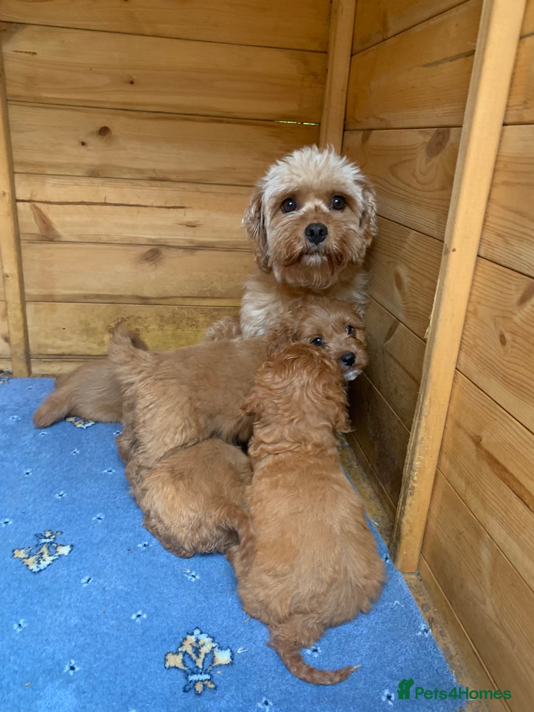 Cavapoo dogs for sale: Beautiful Cavapoo puppies  - Image 14