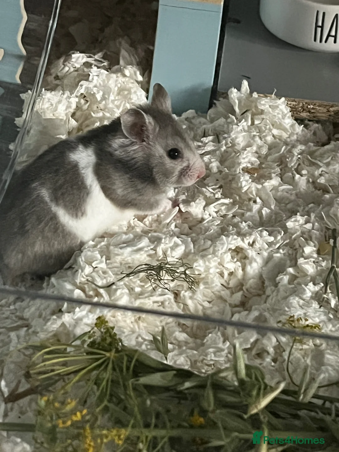 Hamster rodents for sale: Nibbles the hamster - Advert 4