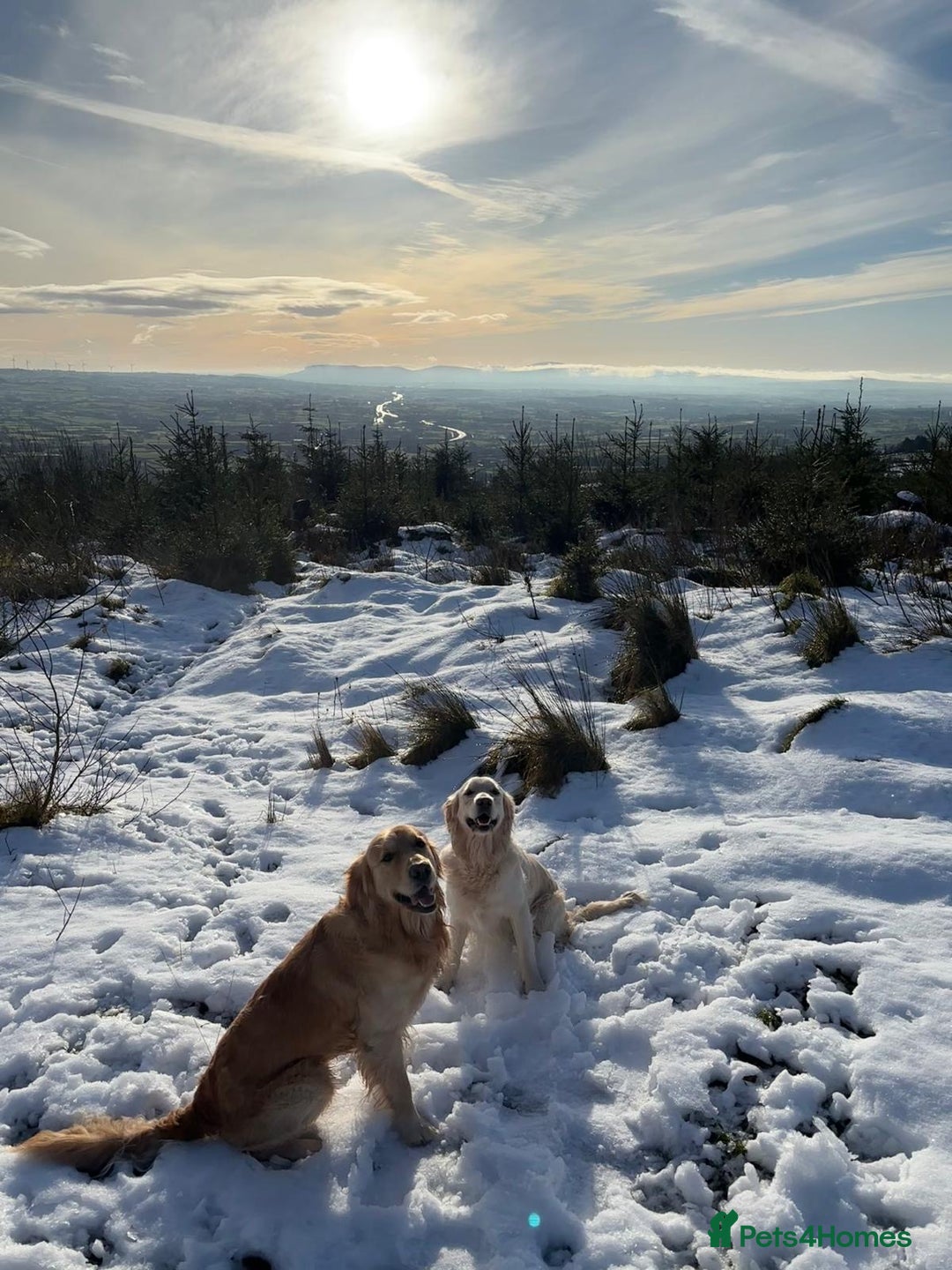 Golden Retriever dogs for stud: KC Golden Retriever Stud, 2 years old. - Advert 5