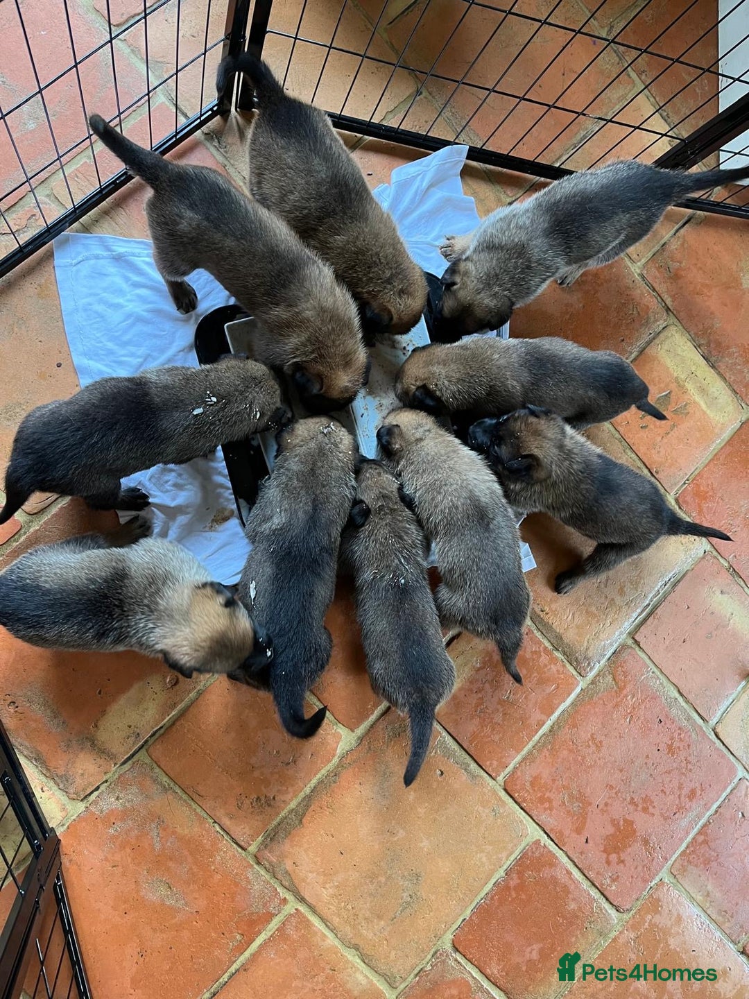 Mixed Breed dogs for sale: Stunning Belgium malinois  - Image 1