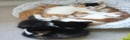 Mixed Breed cats for sale: 8 Lovely Kittens for Sale - Advert 10