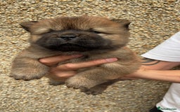 Chow Chow dogs for sale: 🐾Adorable Pedigree Chow Chow Puppies paw - Image 18