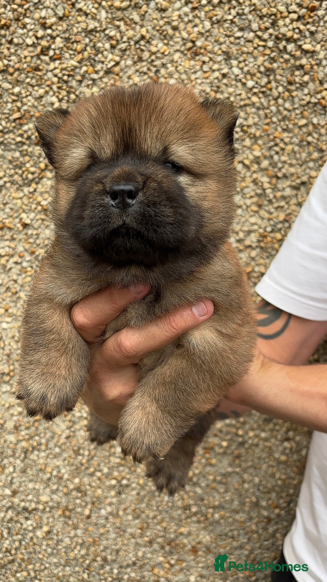 Chow Chow dogs for sale: 🐾Adorable Pedigree Chow Chow Puppies paw - Image 18