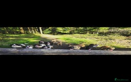 English Springer Spaniel dogs for sale: 2 male english springer pups - Image 2