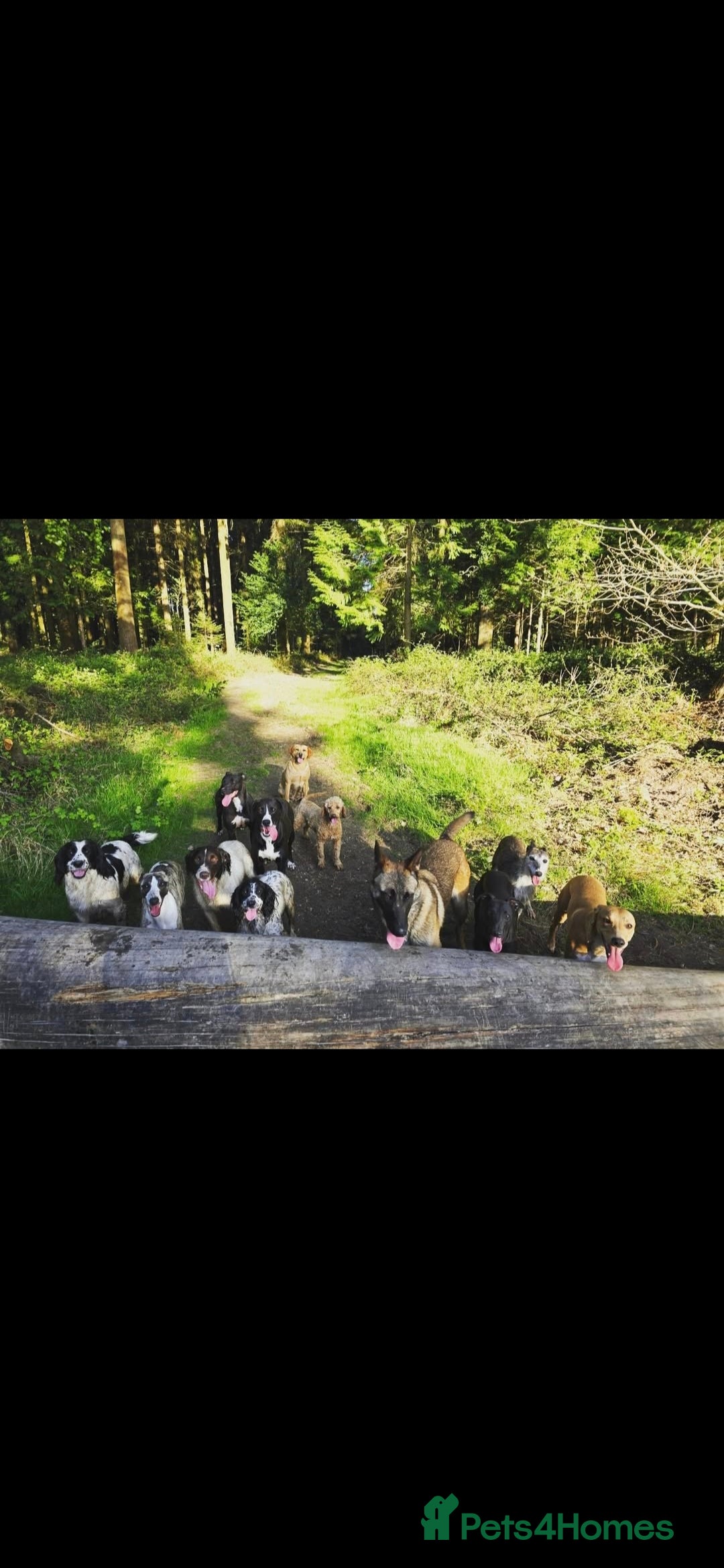 English Springer Spaniel dogs for sale: 2 male english springer pups - Image 2