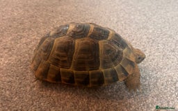 Tortoise reptiles for sale: Spur Thigh Tortoise - Image 1