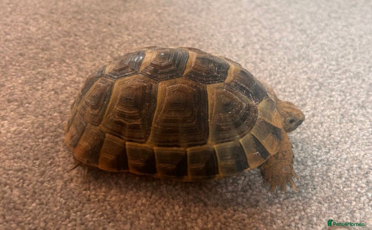 Tortoise reptiles - Advert 1