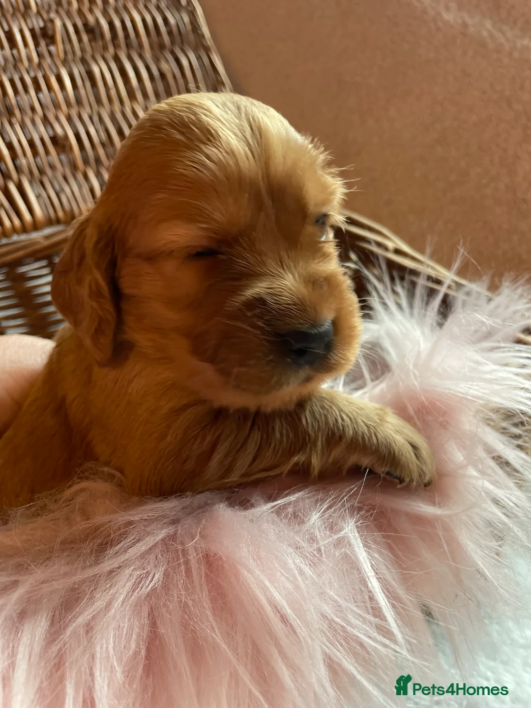 Mixed Breed dogs for sale: V.RARE ! Miniature GOLDEN RETRIEVERS(Dakota sport) - Advert 22