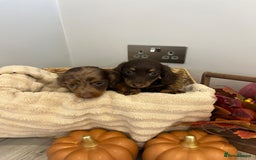 Miniature Dachshund dogs for sale: Beautiful miniature dachshund puppies  - Image 18