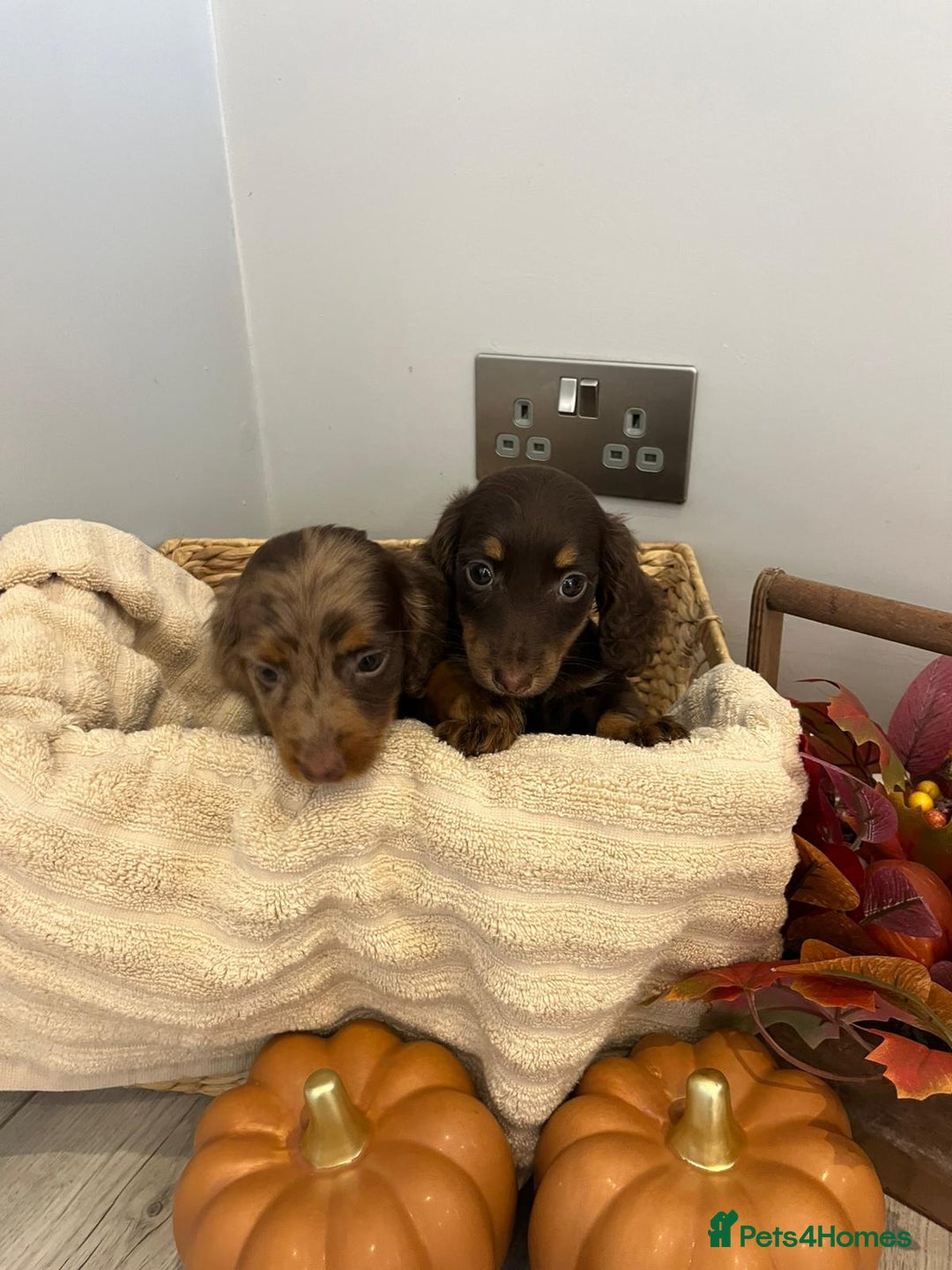 Miniature Dachshund dogs for sale: Beautiful miniature dachshund puppies  - Image 18