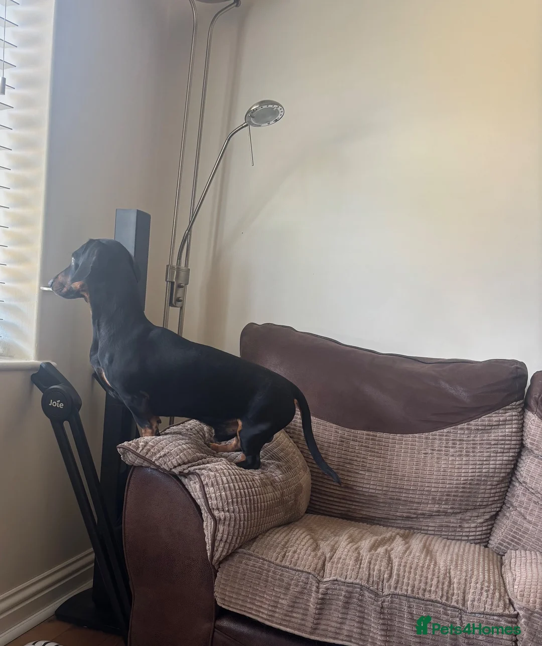 Dachshund dogs for sale: 4 year old Daschund for rehome  in Peterborough - Advert 2