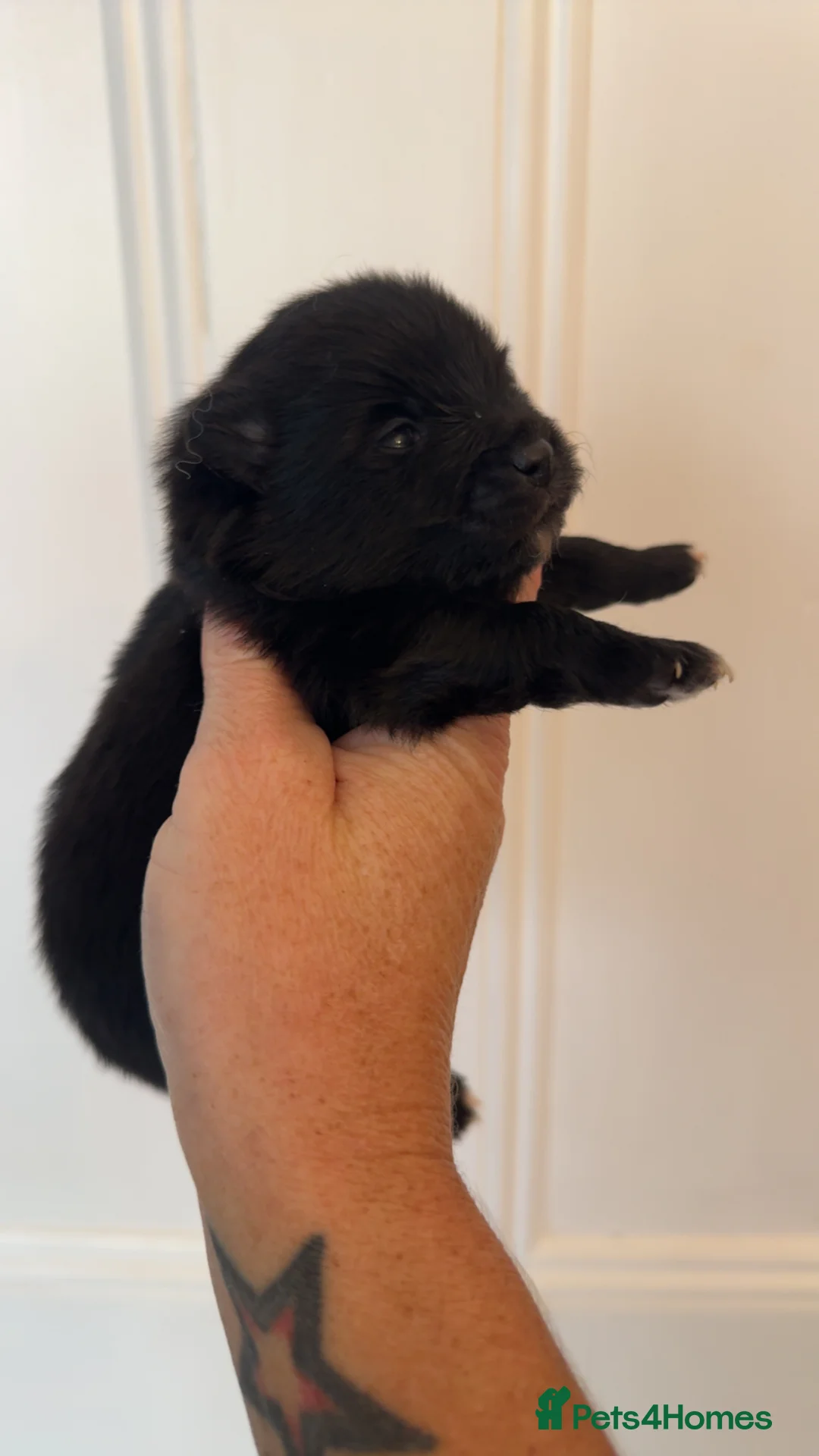 Pomeranian dogs for sale: Pomeranian puppies  - Advert 2