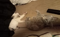 Mixed Breed cats for sale: Kitties  - Image 3