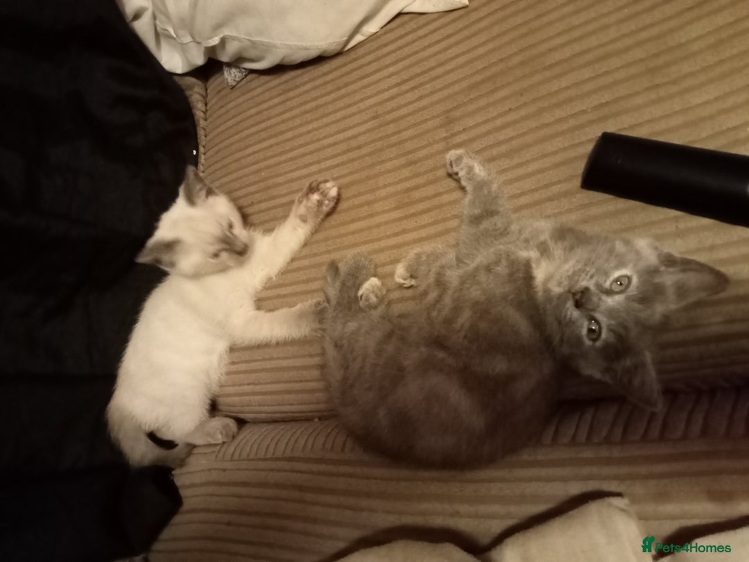 Mixed Breed cats for sale: Kitties  - Image 3