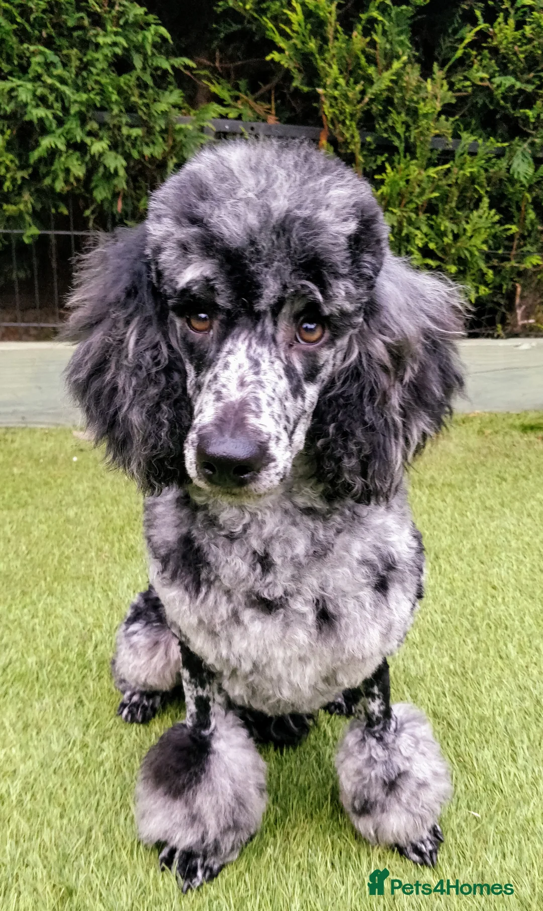 Miniature Poodle dogs for stud:  Blue/ Silver Merle carries chocolate Stud in Newcastle - Advert 2